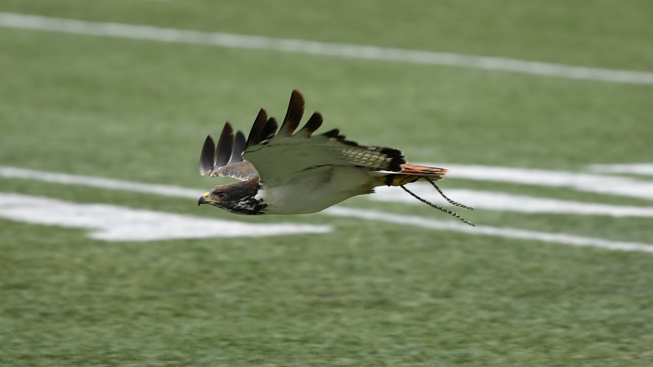 Taima the Seattle Seahawks live hawk mascot pregame preparation
