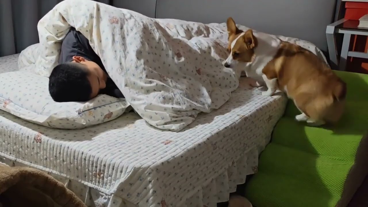 My Corgi's Sleep Journey: A Dog's Spiritual Adventure