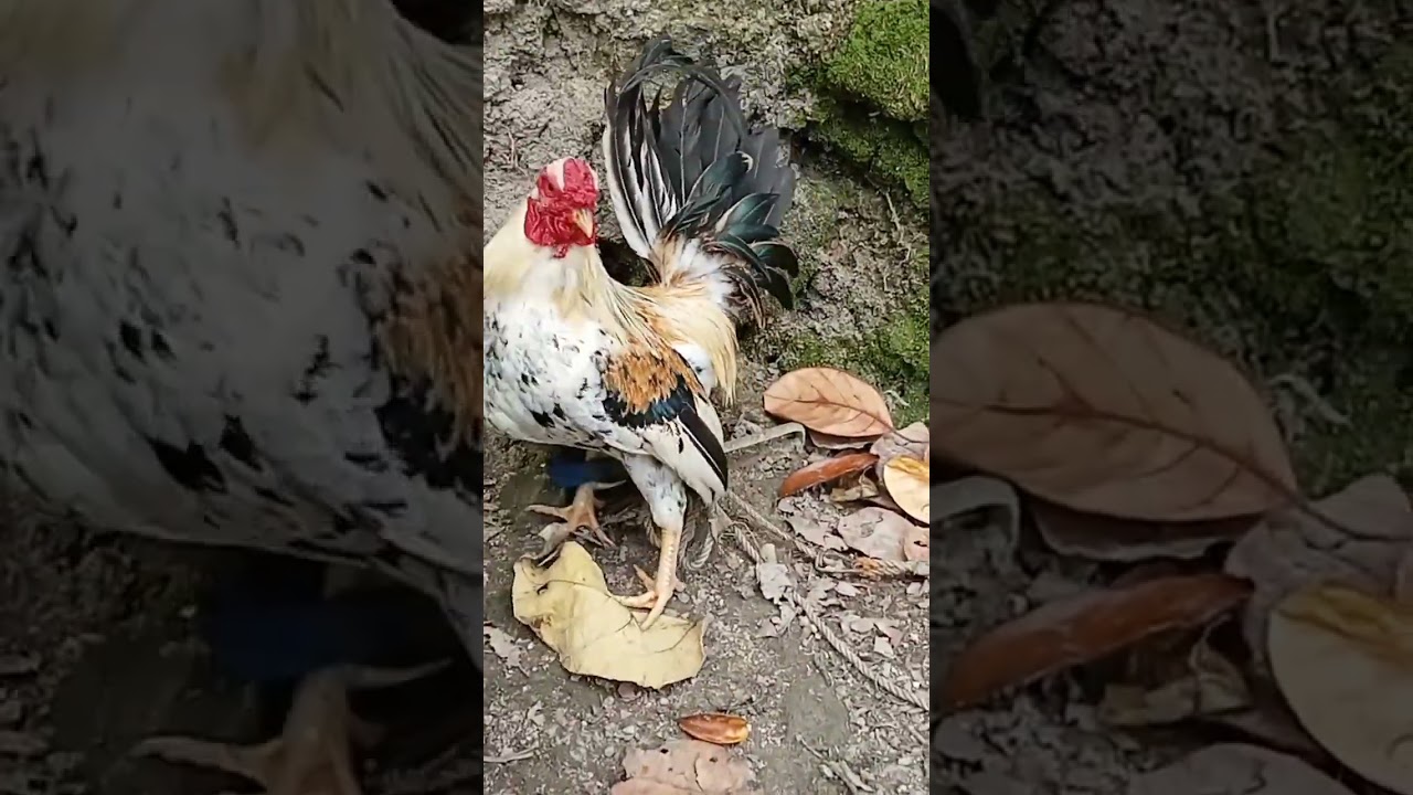 Bantam a small chicken breed