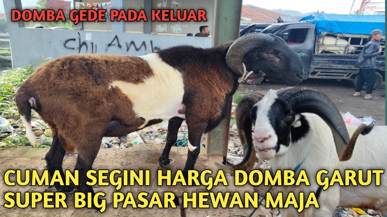 WAJIB TAHU‼️HARGA DOMBA GARUT PEJANTAN PAMIJAH PASAR HEWAN MAJA 