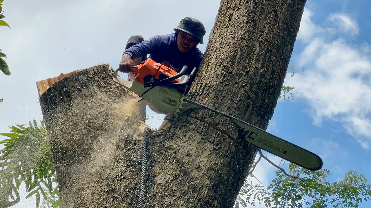 The best skill cutting down 2 Huge trees with strongest chainsaw ‼️