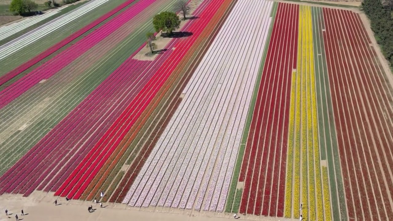 Jonqui&egrave;res en fleurs