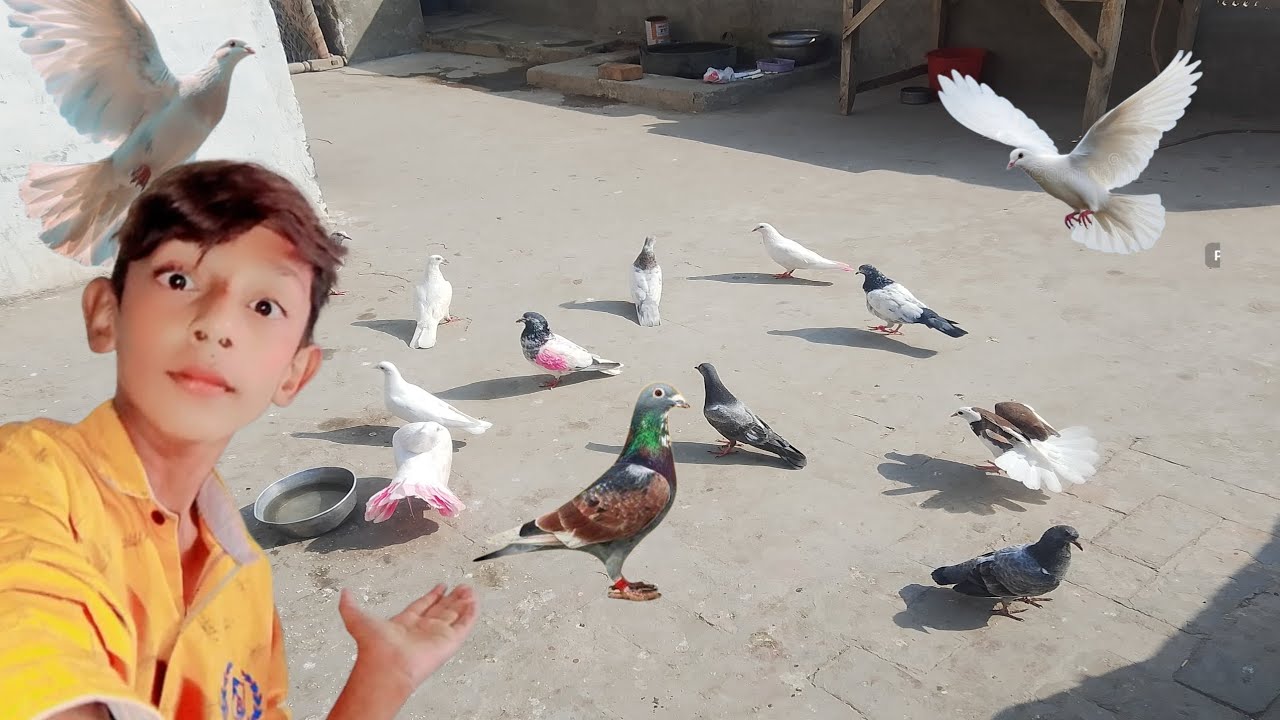 Kafl jyada pigeon bye kar karle aaya