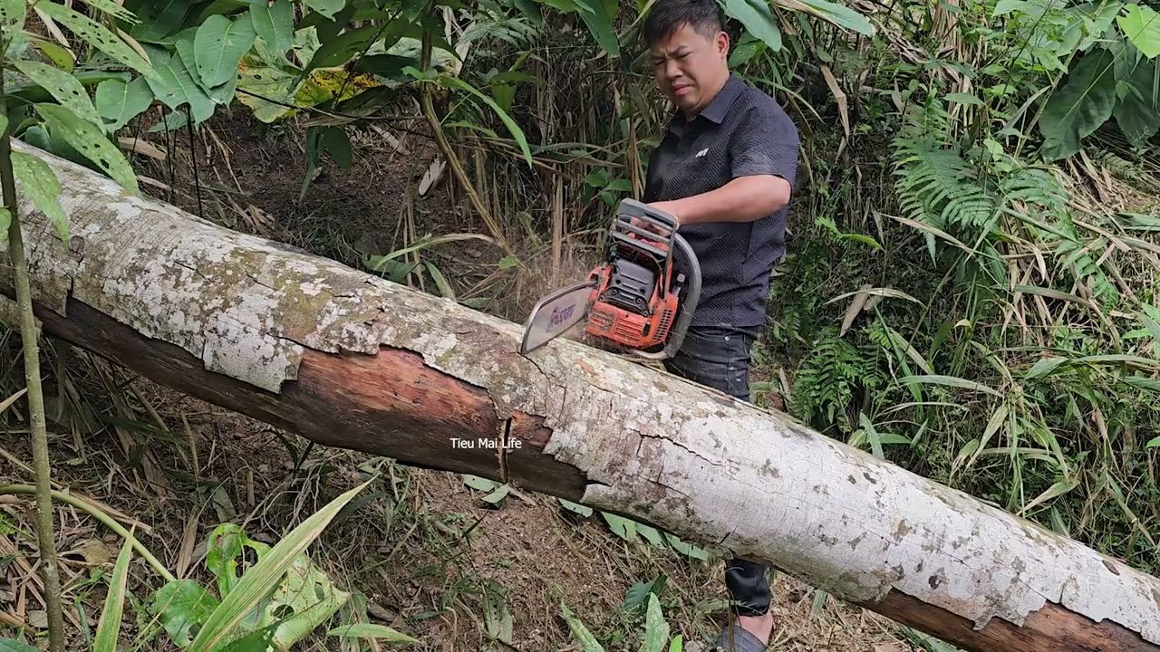 Full video: Building a life with a man in the forest, harvesting and selling agricultural products