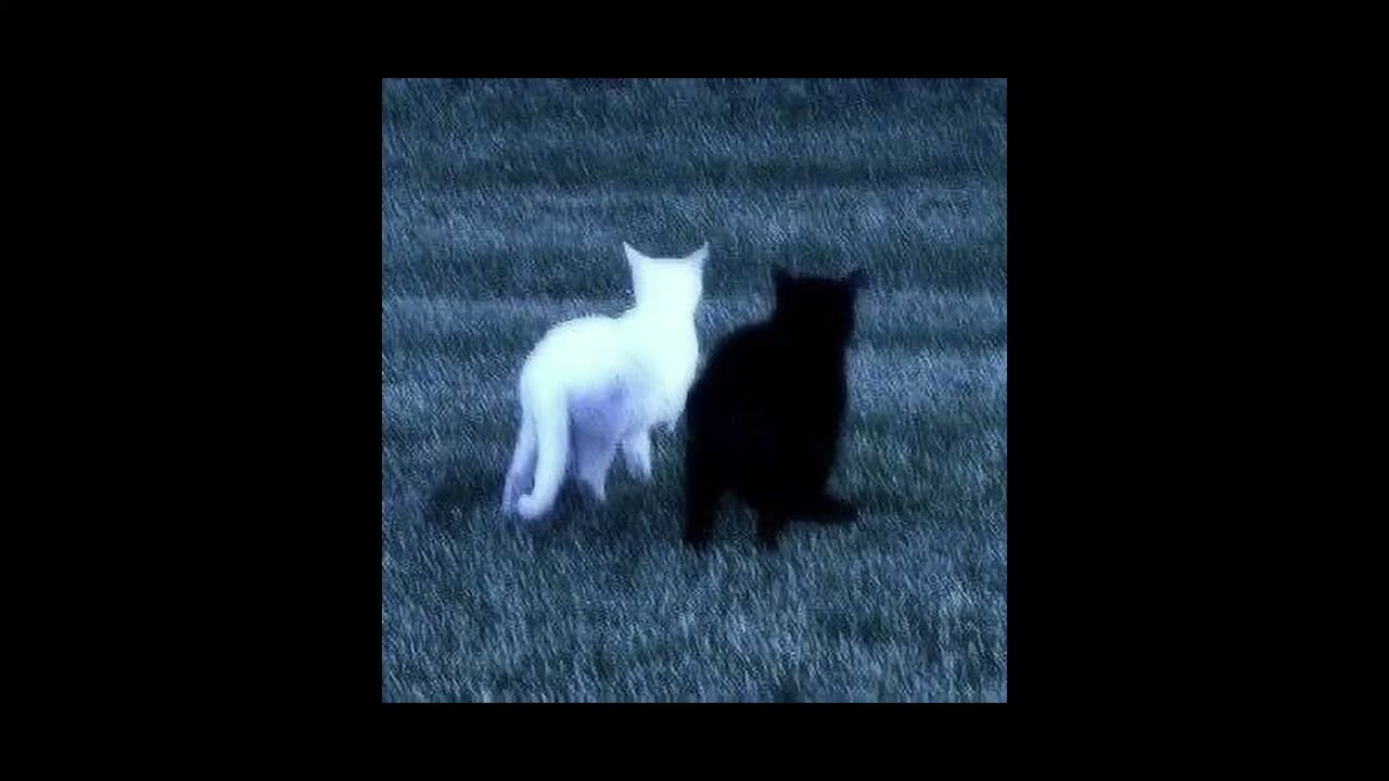 Portugalia (ft. Shadexik)