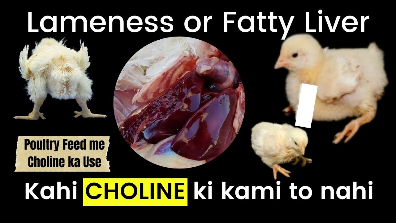 Choline in Poultry Nutrition - Fatty Liver & Lameness | पोल्ट्री फीड में कोलीन का उपयोग