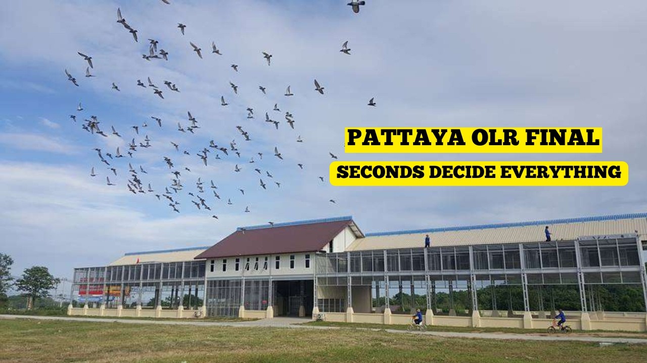 🏆 Incredible Pigeon Returns After 540 km Final Race | Pattaya OLR