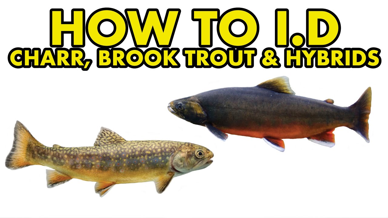 Charr & Brook Trout: HOW TO I.D