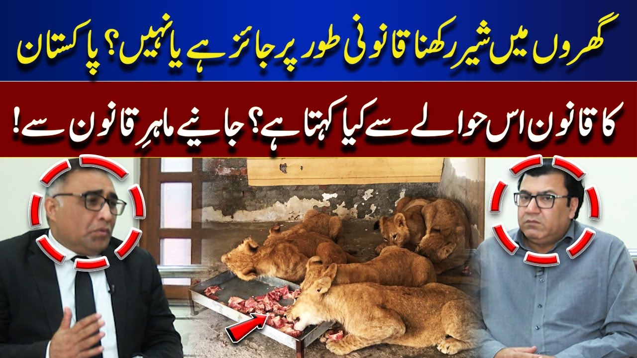 Is Keeping Lions at Home Legal? What Pakistani Law Says – Expert Explains | Jurm Anjam
