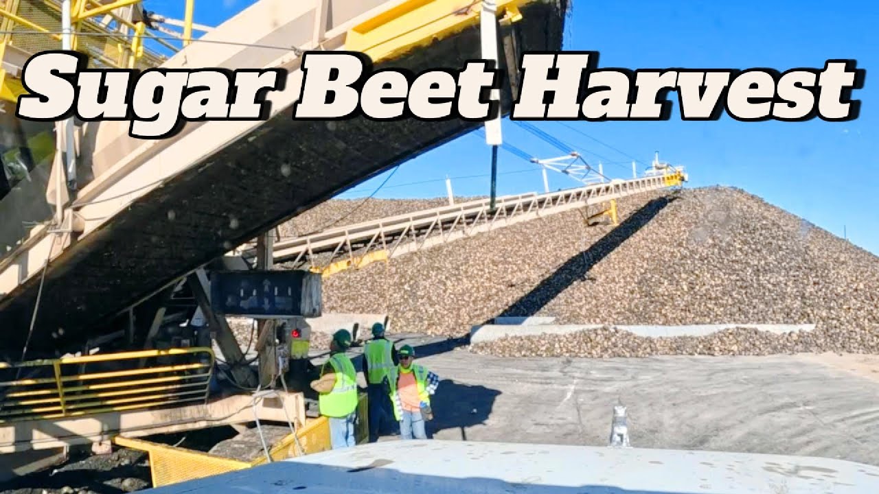Sugar Beet Harvest & Hauling 2025