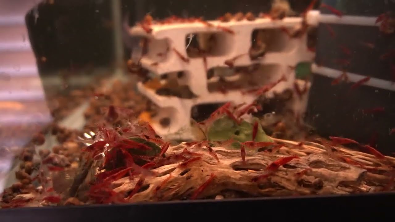 How I feed my bristlenose plecos (Good food for breeding bristlenose plecos)