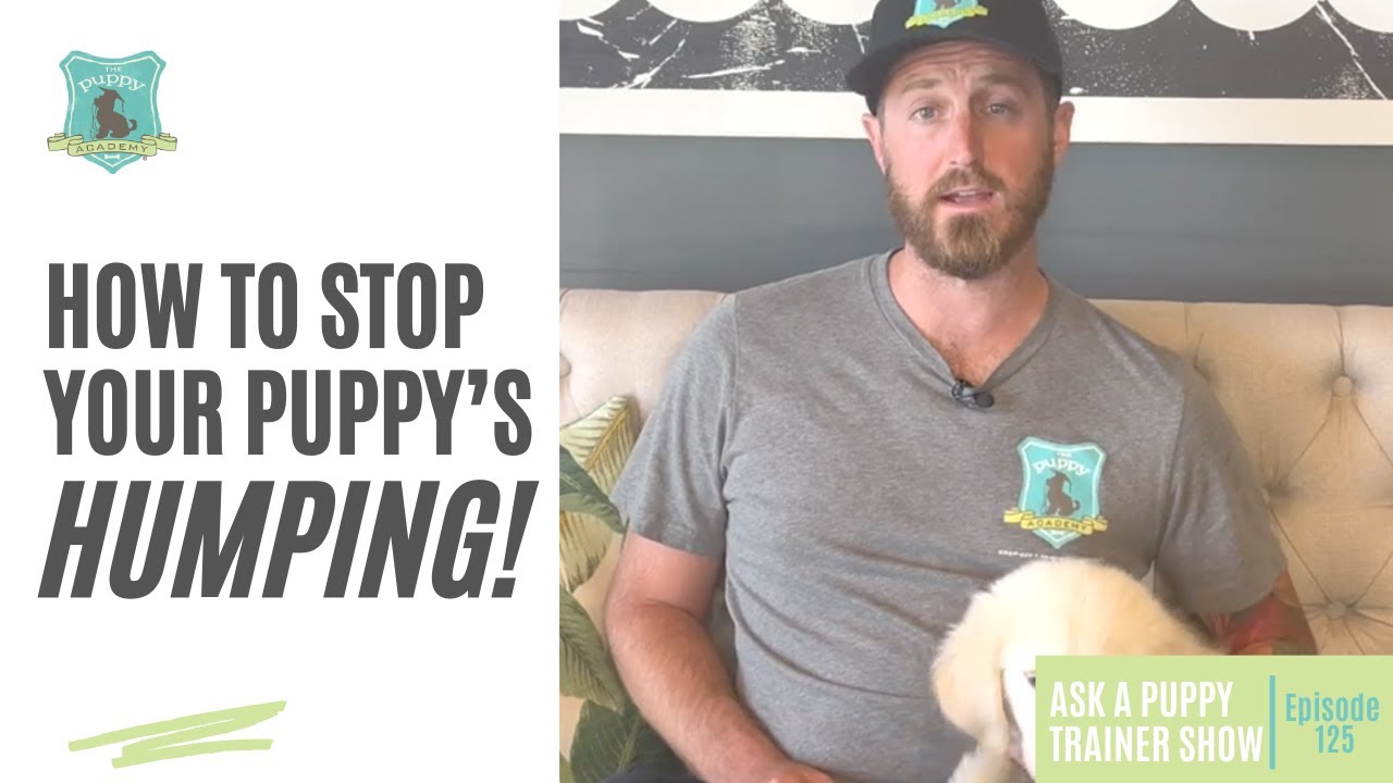How To Actually Stop Your Puppy From Humping | AAPTS Ep. 125