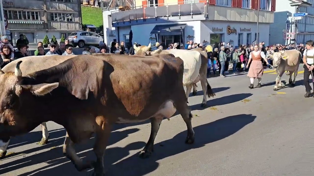 Viehschau Urnäsch 2025 bei super Wetter 🐂🐂🐂
