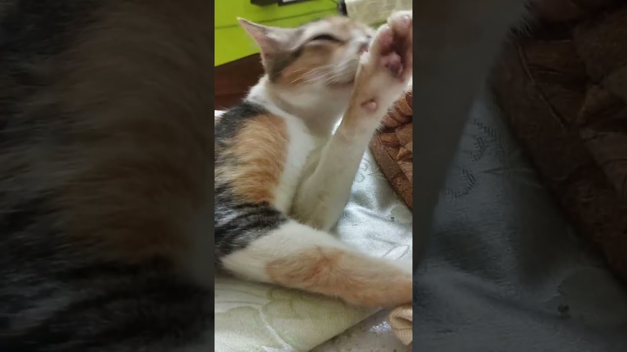 Cat N Kitten Lover is live