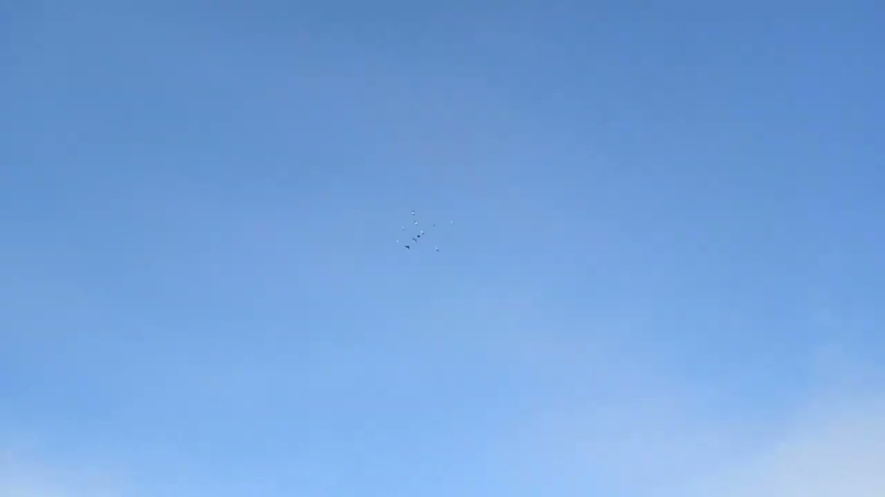 Gołębie po odrobaczeniu i zaczynam ganiać🕊️🕊️🕊️💪