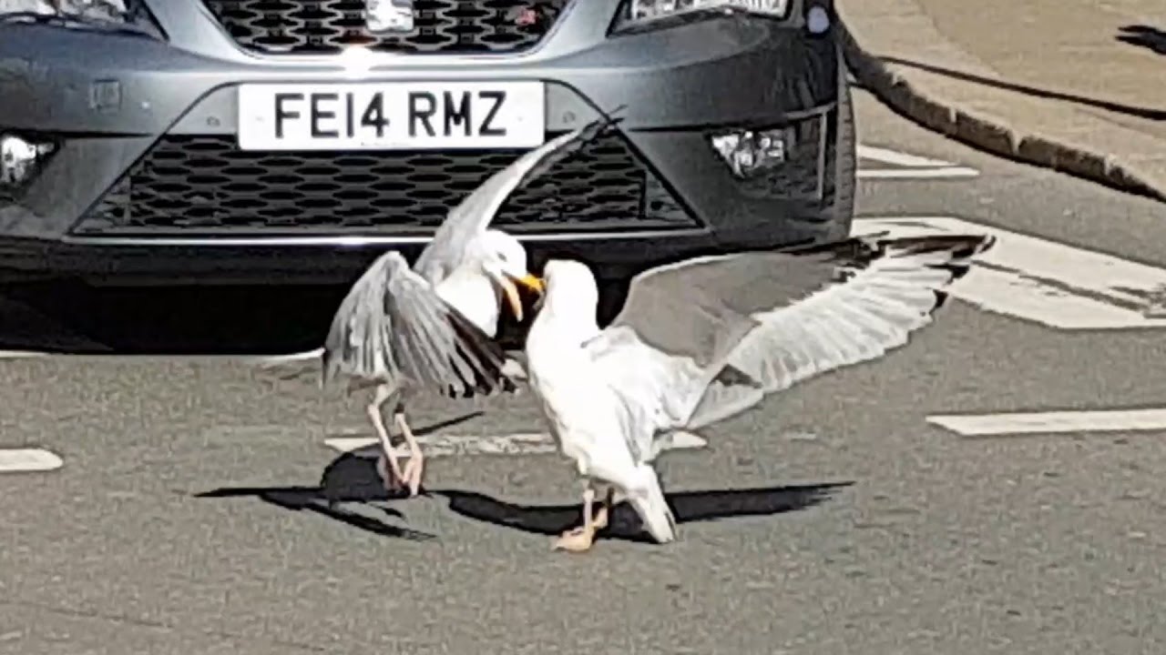SEAGULL FIGHT / MÖWEN KAMPF in Truro (Cornwall, UK)