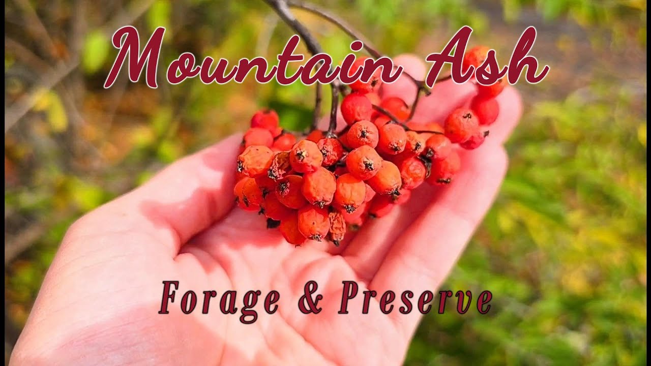 Mountain Ash Foraging and Preserving