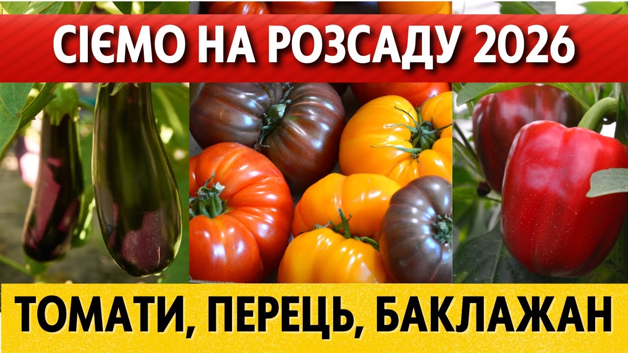 УСІ ДАТИ! Коли сіяти на розсаду томати, перець, баклажани у лютому, березні 2026 в Україні