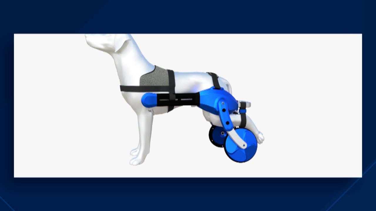 Catarinense cria petwheels, uma cadeira de rodas para cães flexível e de baixo custo