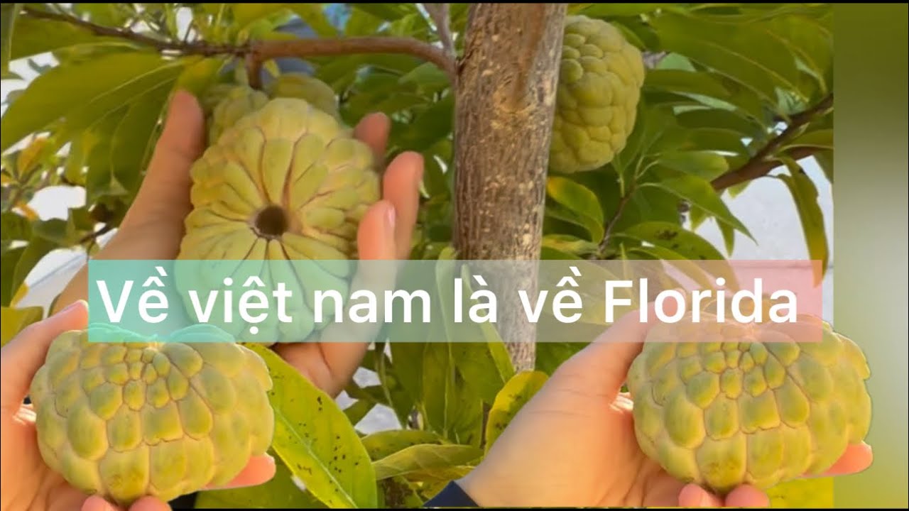 Cây mãng cầu siêu đậu trái , siêu chín cây, move về Florida mua nhà call khanhlerealtor 9412191321 