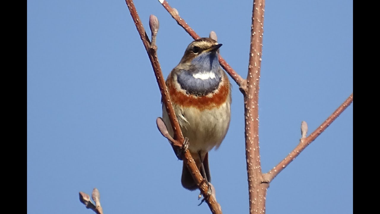Blauwborst