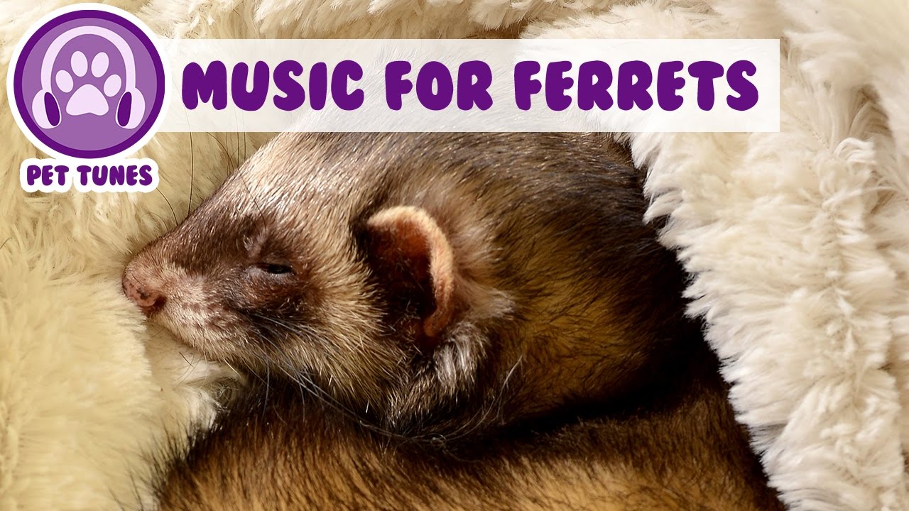 Relaxing Music for Your Ferret