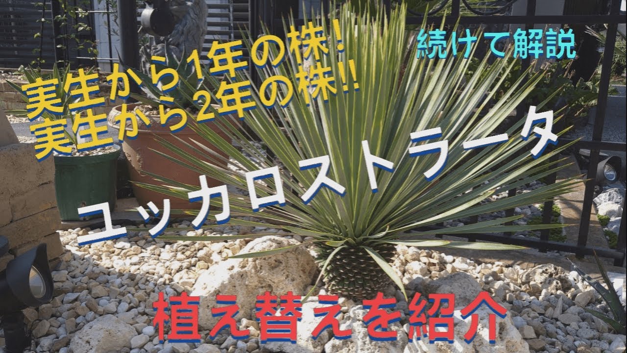 ユッカロストラータ！実生した株の植え替え‼＃ユッカロストラータ＃youtube＃yucca＃ユッカ＃ユッカロスト＃yu＃植え替え＃用土＃観葉植物＃ドライガーデン