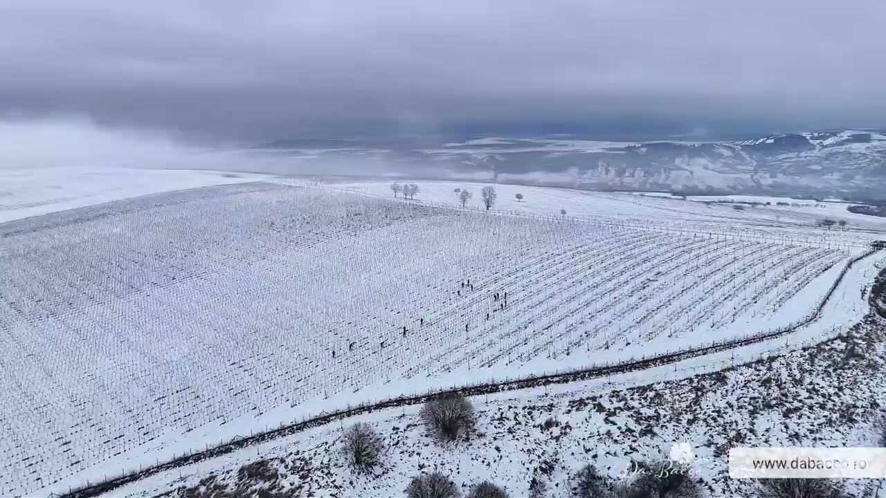 Ferma Bogdănești – Plantație viță de vie iarna | Ferma proprie Da Bacco