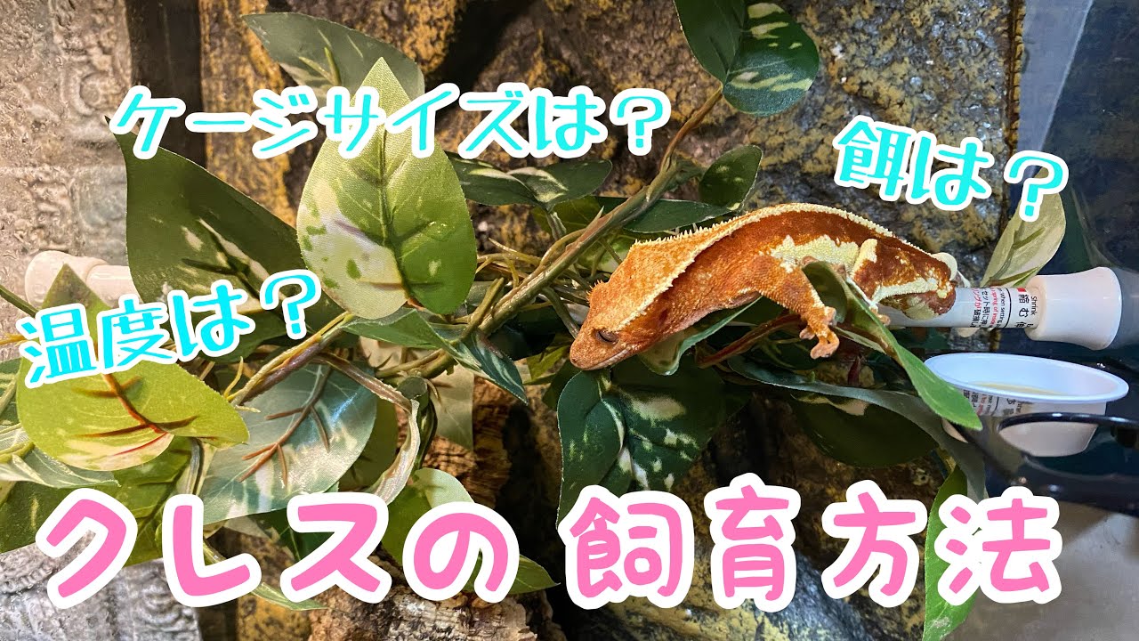 レオパと一緒に考えてない？クレステッドゲッコーの飼育方法