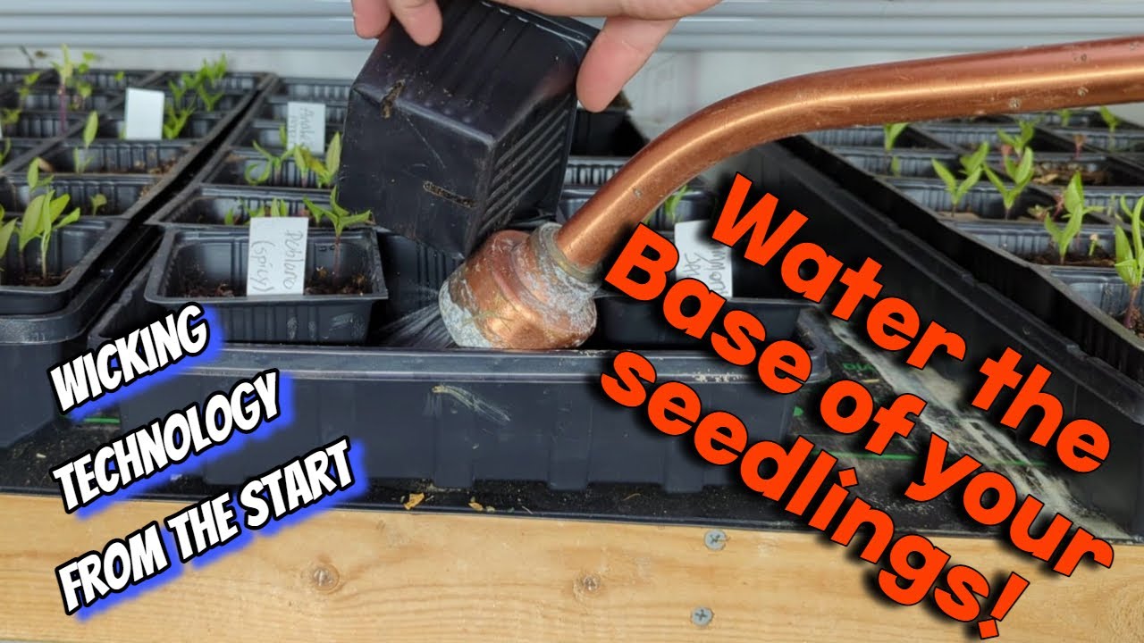 Seedlings With Wicking Technology