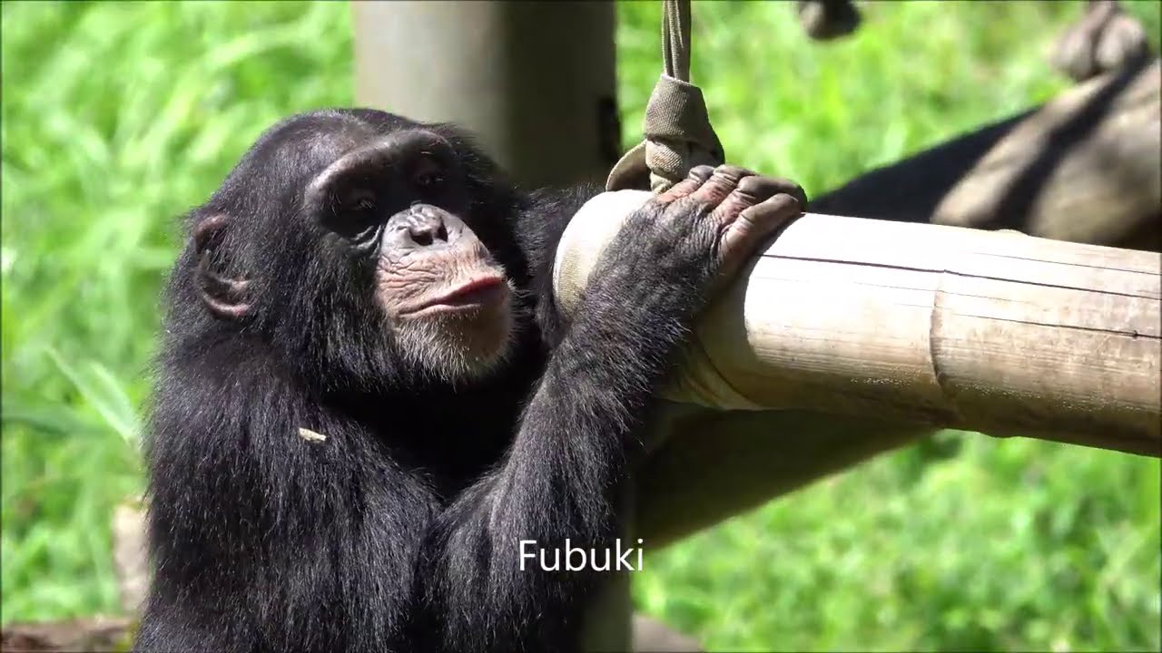 Sep 2020 Tama zoo chimps, Fubuki is happy to reunite with baby brother Ibuki