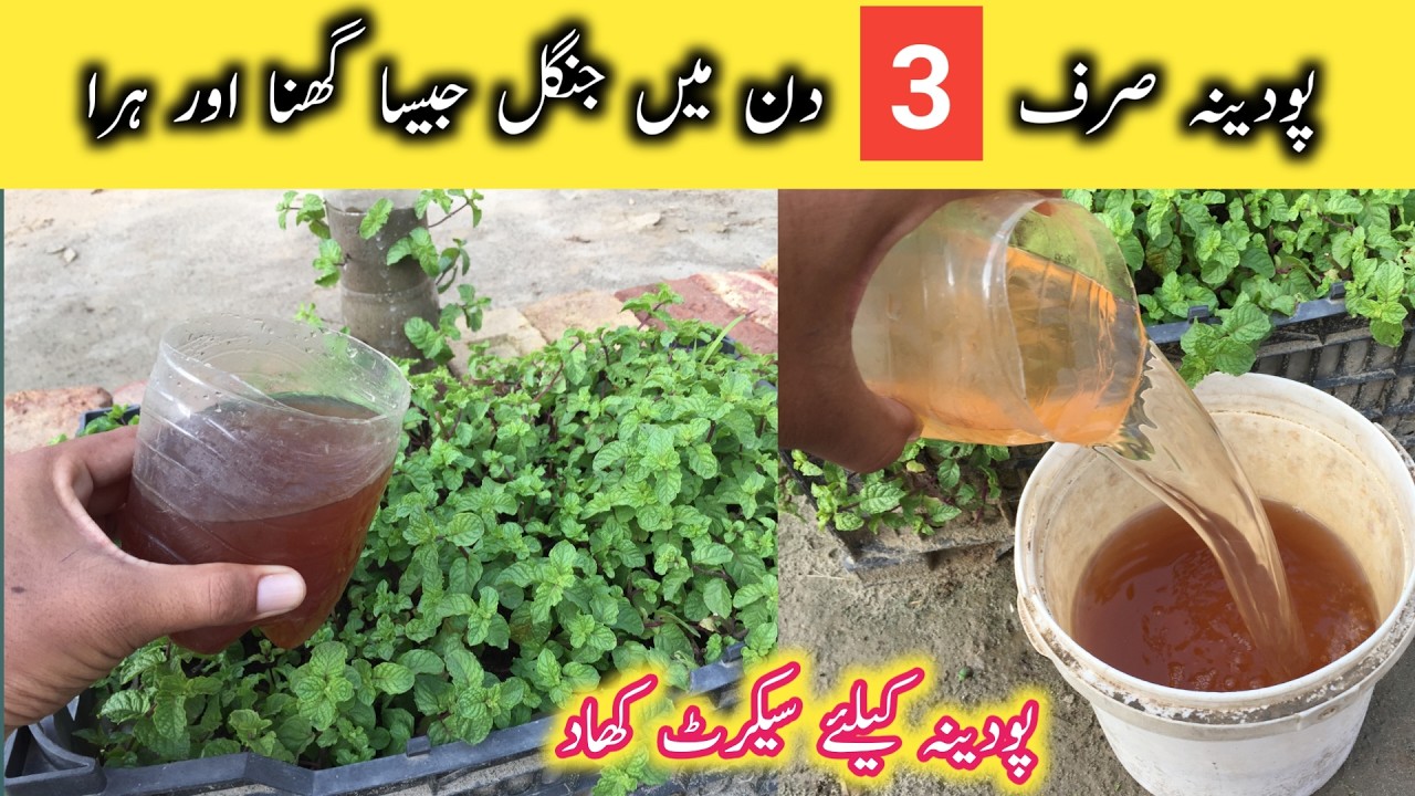Best organic liquid fertilizer for mint | how to grow mint | pudina ko ghana kaise kare