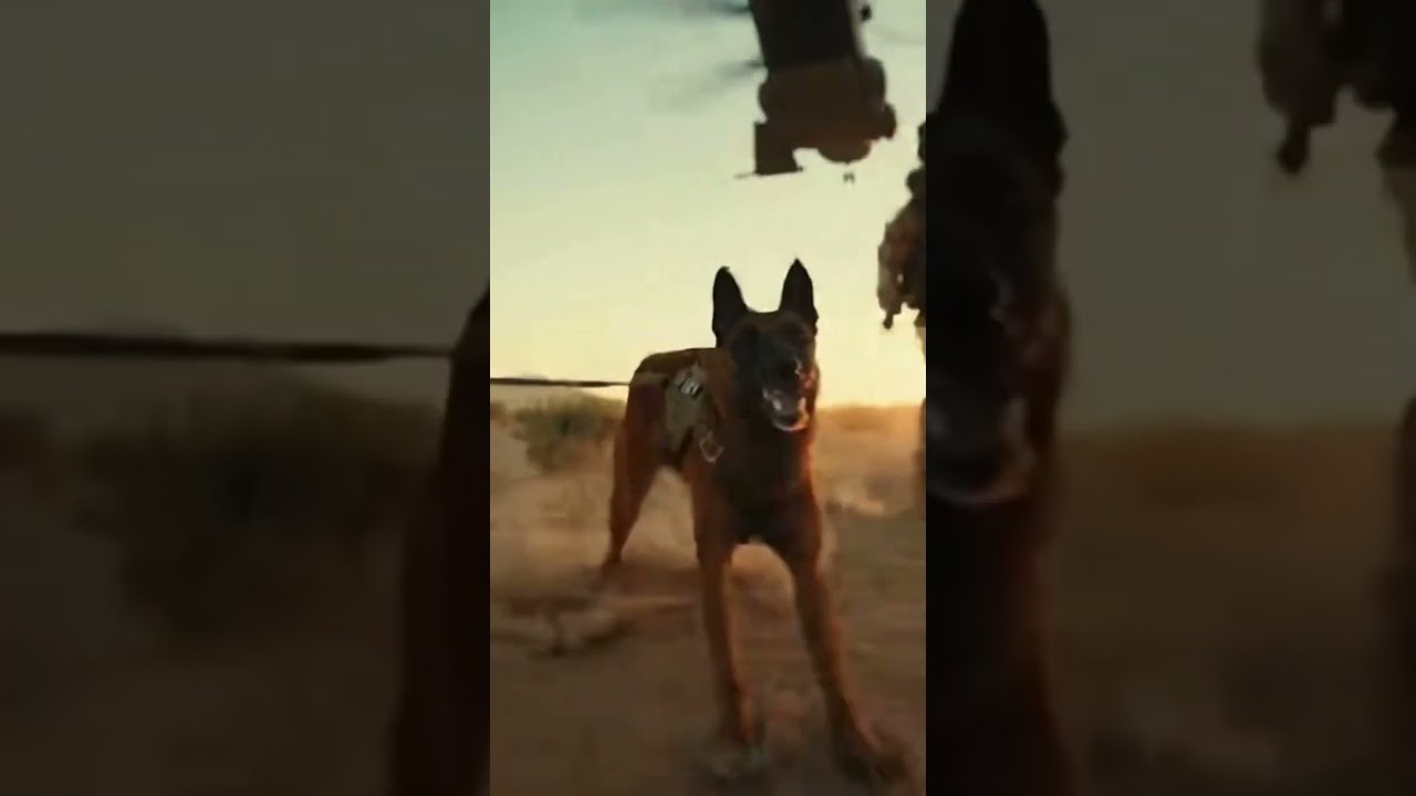 Elite K9 Dog in action 🐕&zwj;🦺🔥 #k9training #k9unit #k9 #malinois #viral