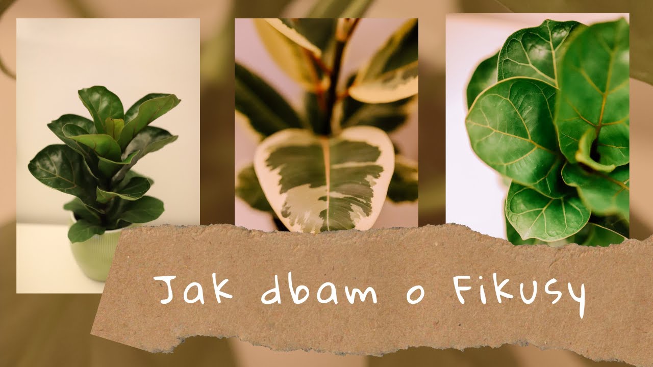 Jak dbam o moje Fikusy 🌿