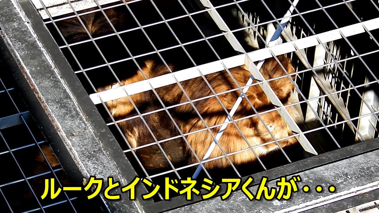 ルークとインドネシアくんが・・・　Lion (ライオン)　多摩動物公園