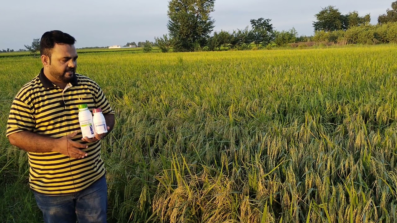 Evaluation of Amistar top and Isabion results on Rice crop.
