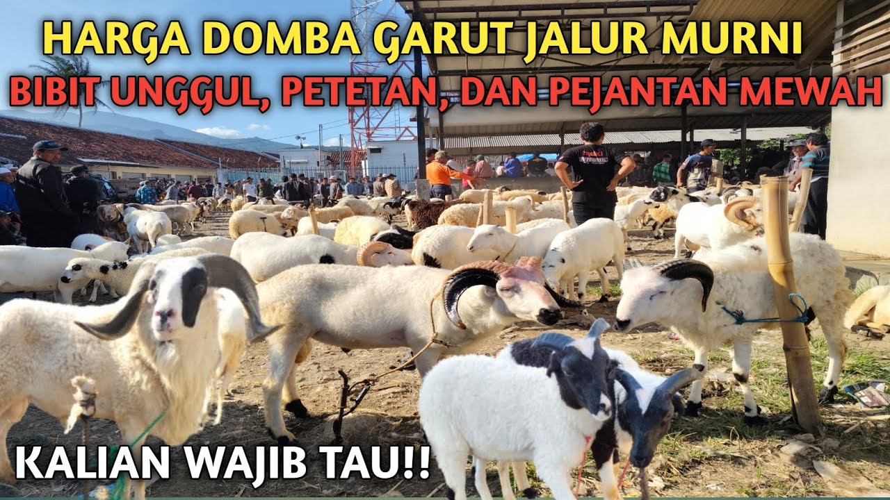 WAJIB TAU ‼️HARGA DOMBA GARUT JALUR MURNI BIBIT UNGGUL, PETETAN DAN PEJANTAN MEWAH
