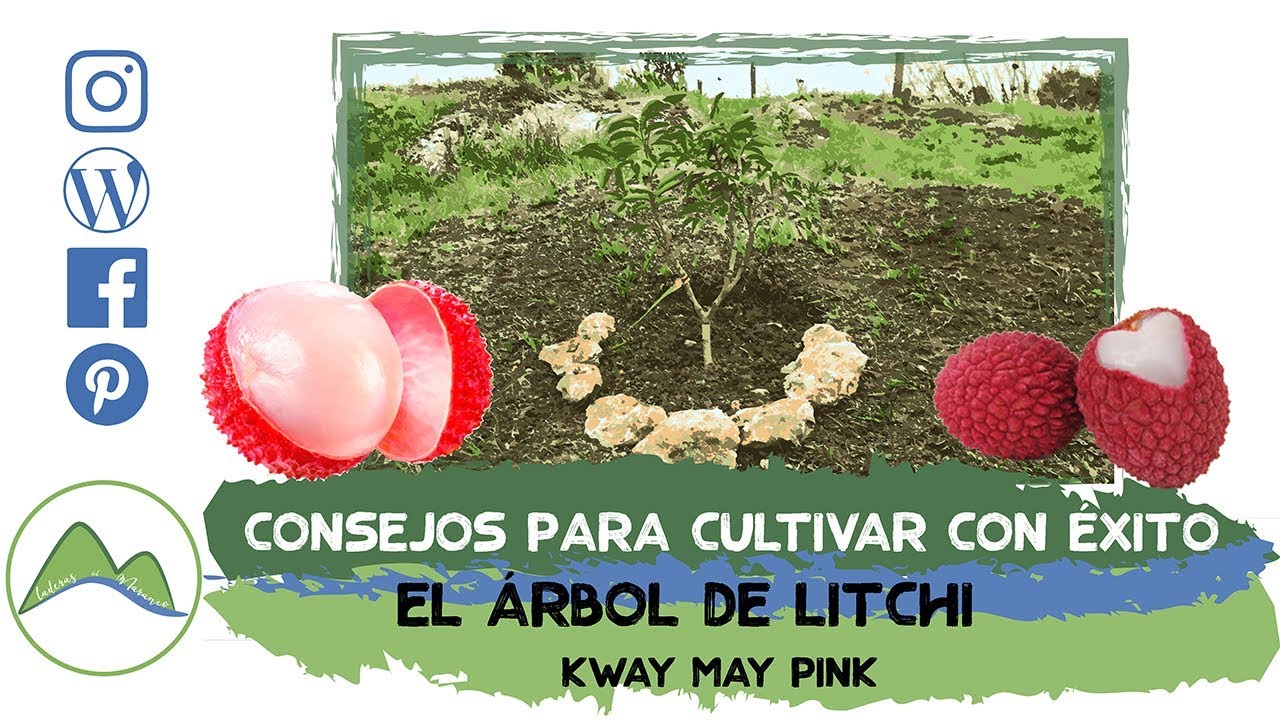 Cómo plantar y cultivar con éxito el árbol de litchi o lichi | LdN