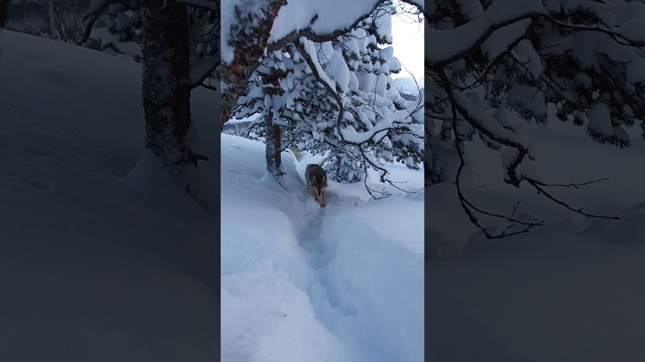 Wolves walking through snow