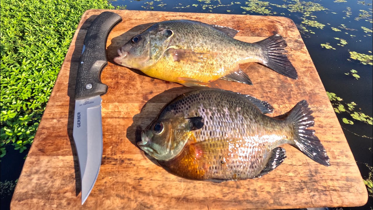 Deep Fried Shellcracker/Bluegill Catch n' Cook in the SWAMP!