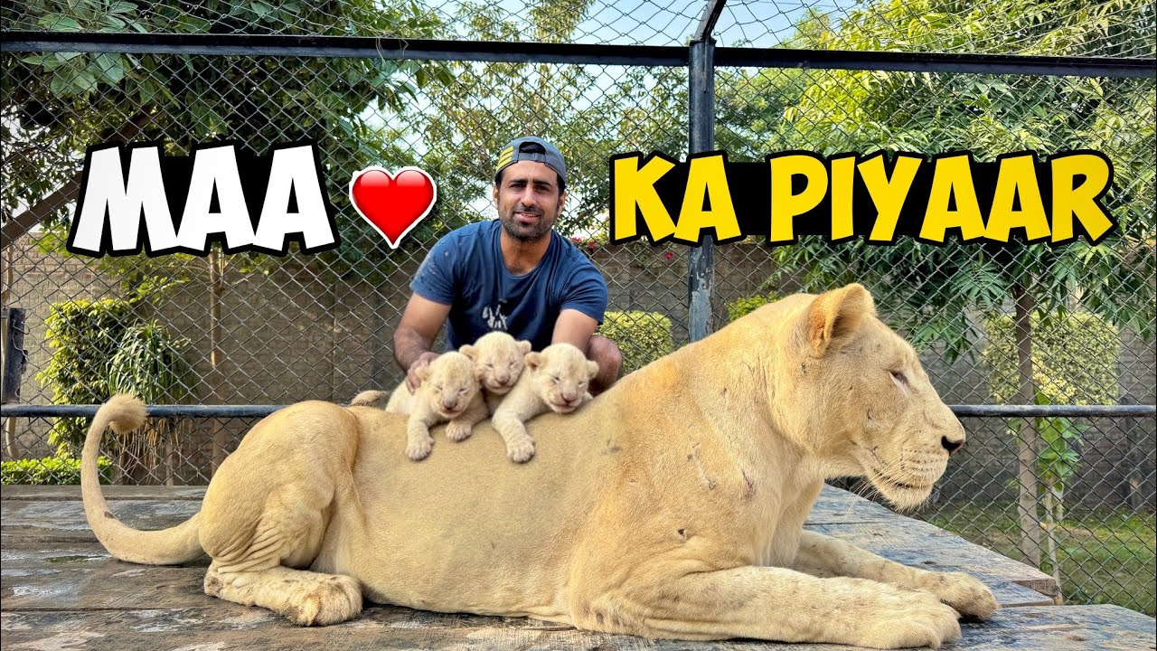 Maa Sherni Ka Pehla Pyaar 🦁💔 | Newborn Cubs Ko Kaise Sambhalti Hai?
