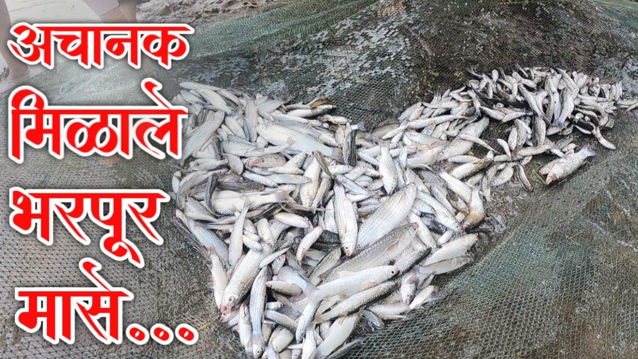 खाडित जाउन पकळ ले शेपण पद्धति ने जीवंत मासे | जीवंत मासे पकड़न्याची उत्तर कोकणी पद्धति | Fishing