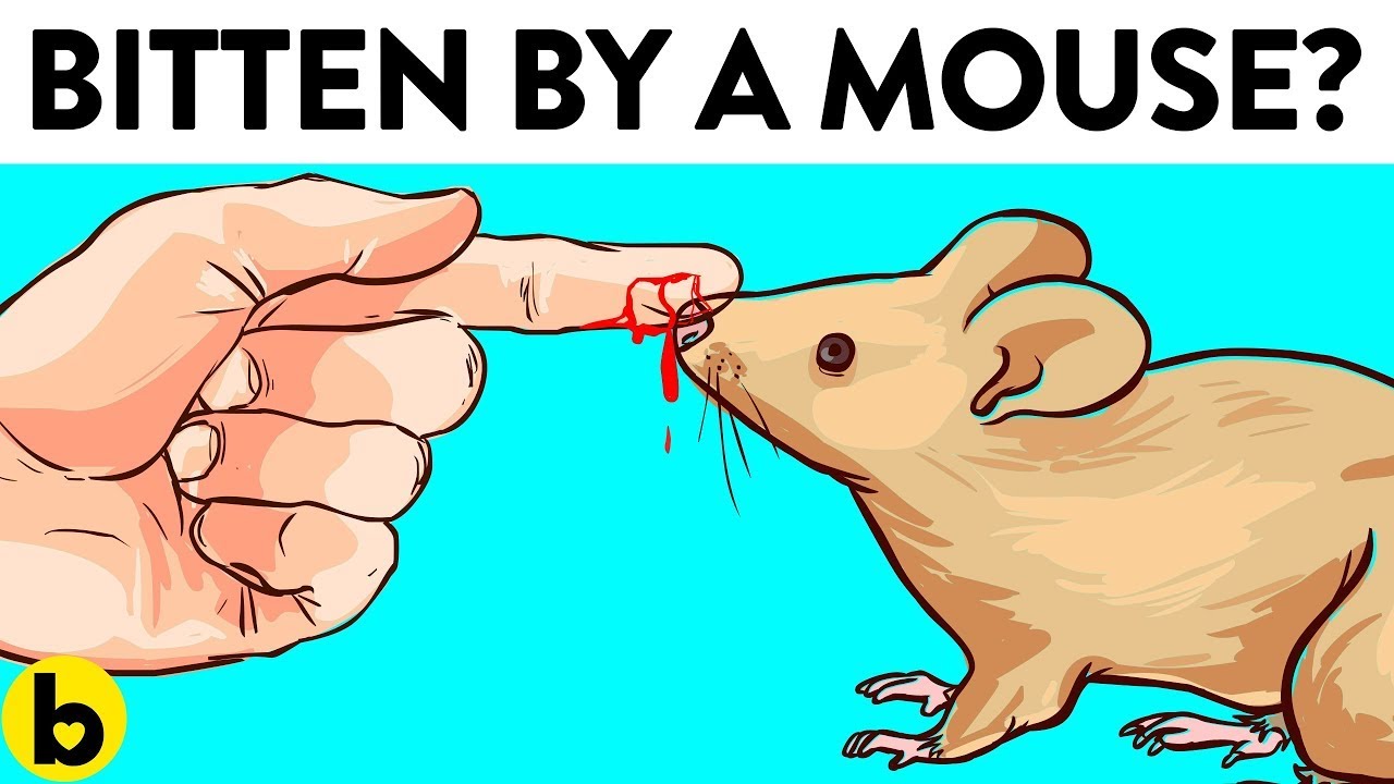 What To Do If You’re Bitten By A Mouse?