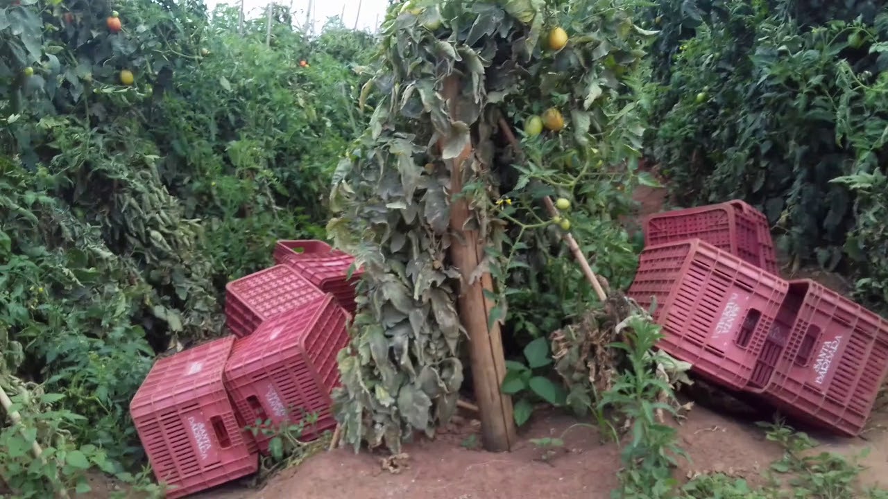 Plantação de Tomates🍅🍅🍅 no estado de são paulo