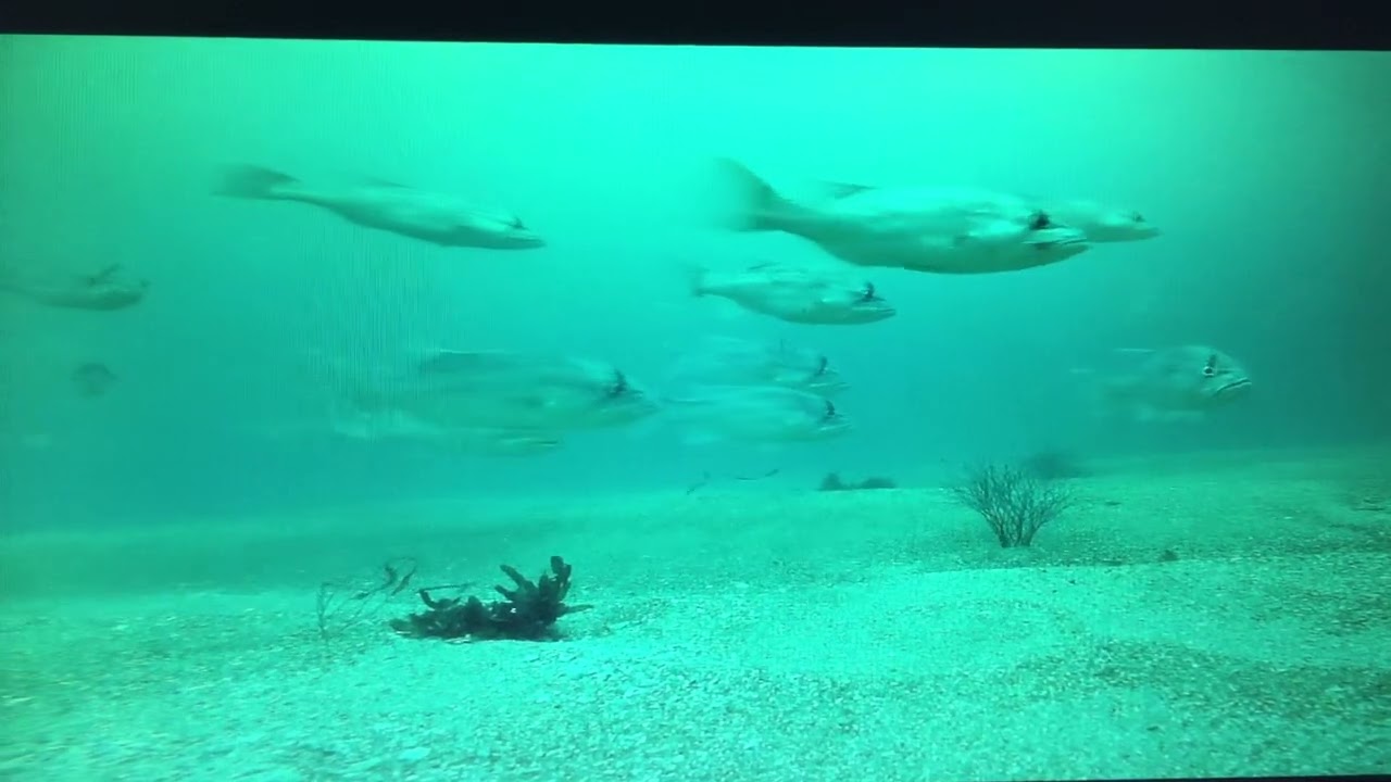 Dhufish checking out drift camera
