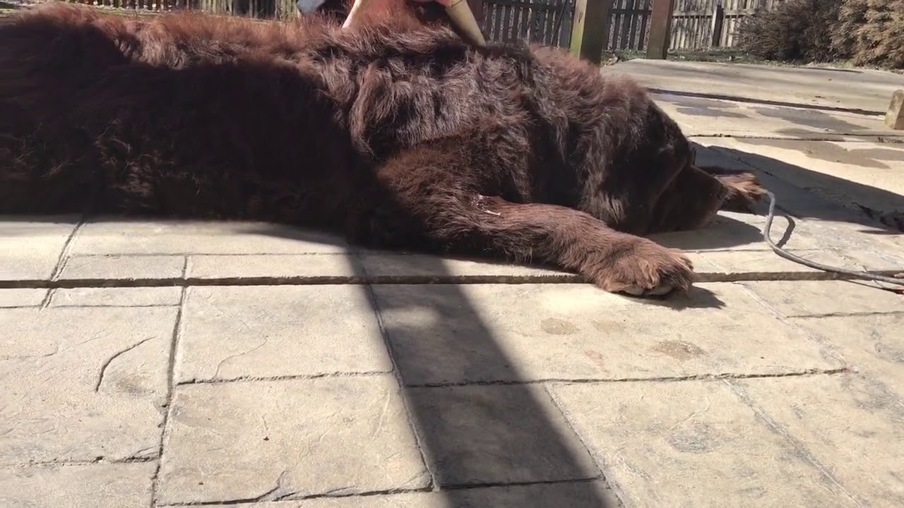 The Benefits of Dry Blowing a Dog's Coat
