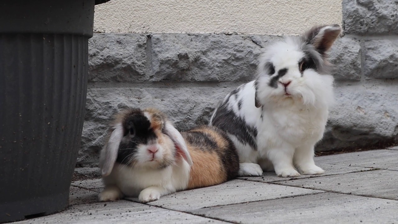 Kaninchen NACHTS AUSGEBÜCHST?! 😱🐰| M. Mörki