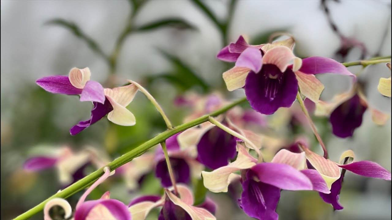 Anggrek Dendrobium Kriting