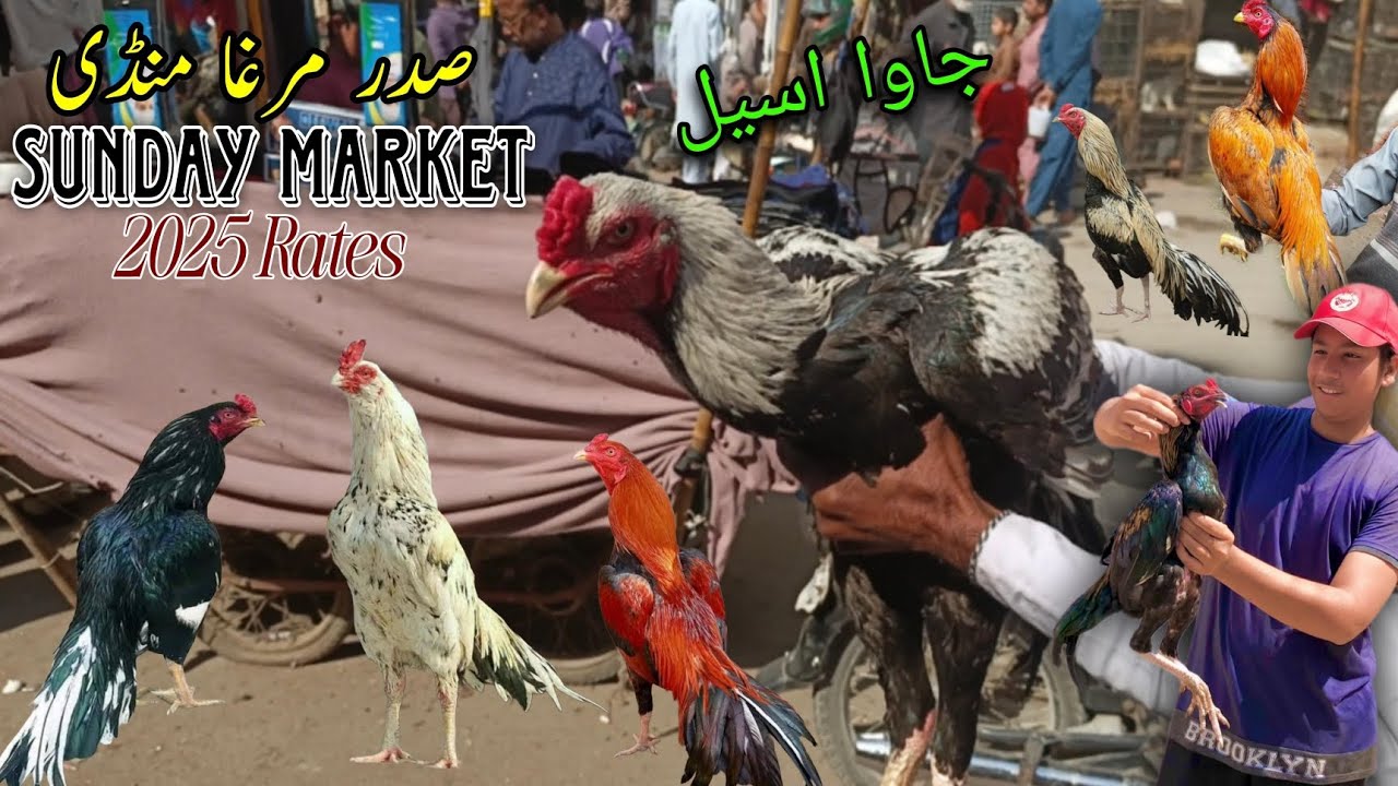 Saddar Murga Mandi | Sunday Market | Java Aseel | 2025 Latest Update