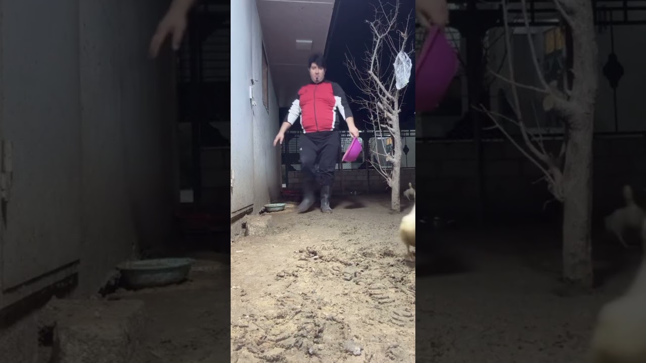 Baboş gecənin yarısı qapısındakı heyvanları yemləyir😃